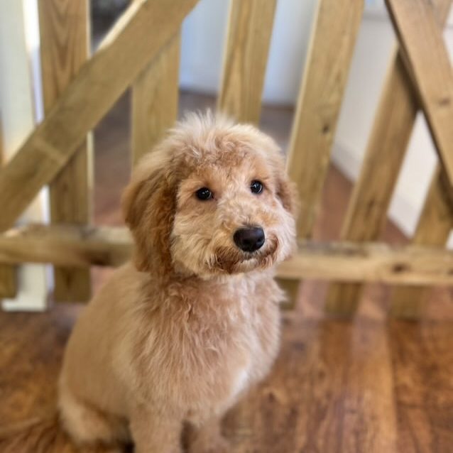 dog-grooming-lounge-sully dog-grooming-lounge-sully