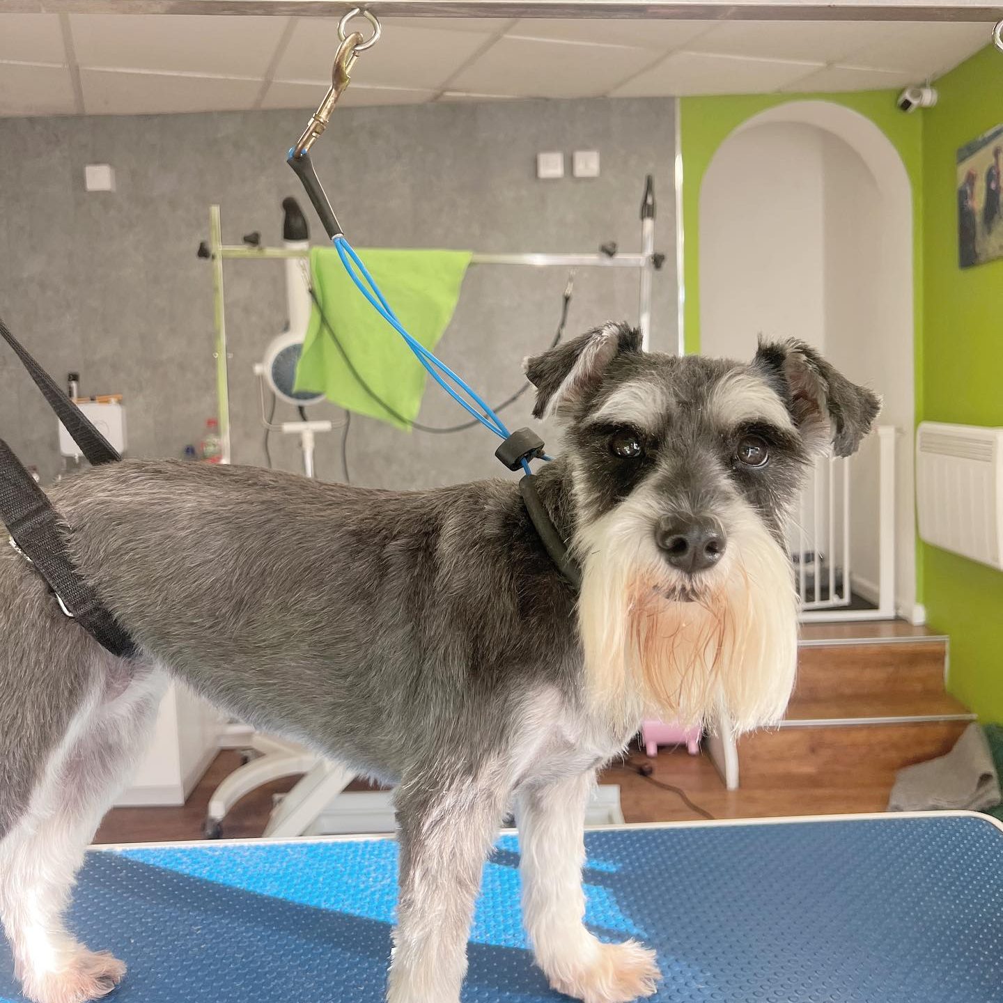dog-grooming-magor dog-grooming-magor