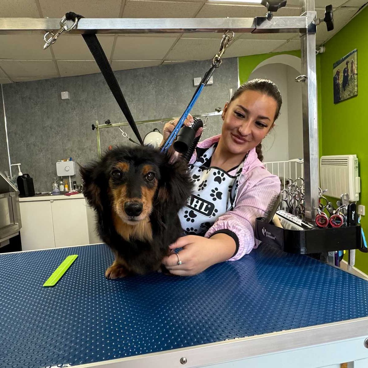 dog-grooming-undy-magor-village dog-grooming-undy-magor-village